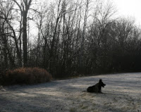 German Shepherd Lying in Grass on Frosty Morning