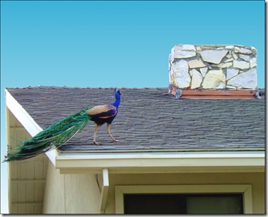 peacock on the roof2