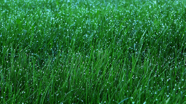 Wallpaper Grass, Dew, Drops, Green, Macro