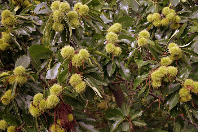 Horse chestnut trees with seeds