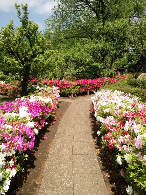 世田谷区梅ヶ丘にある羽根木公園で咲いていた、ツツジの花の写真です。