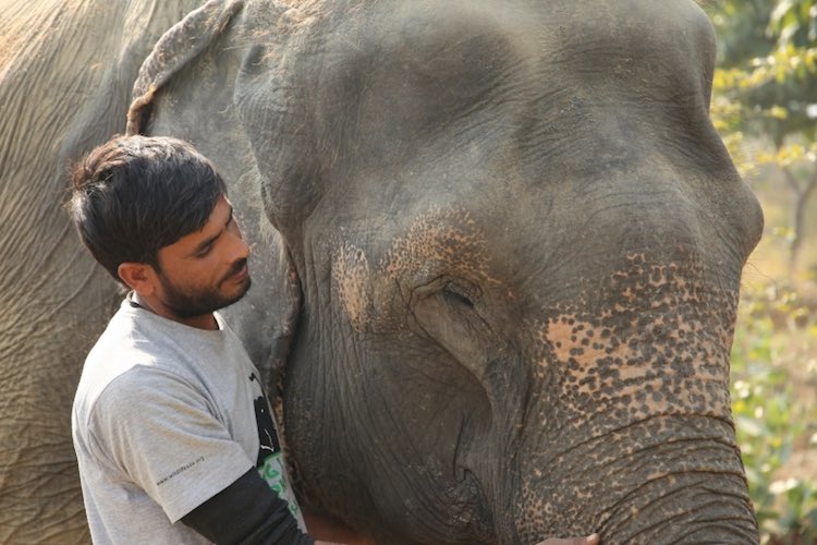 The First Elephant Hospital In India Treats Abused Elephants And Makes A Difference