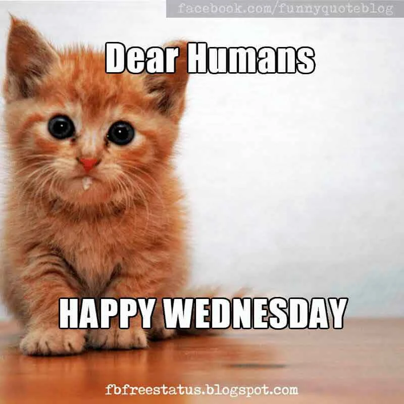 Wednesday Meme Dear humans, happy Wednesday.