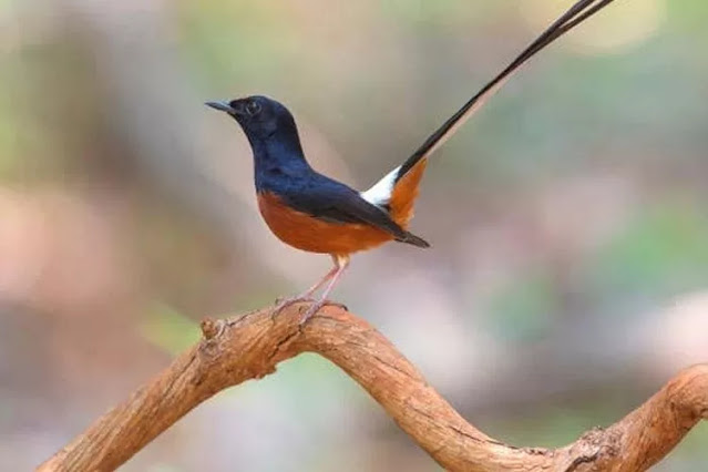 Burung Murai