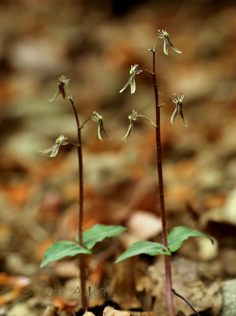 Neottia japonica