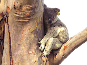 Jethro the Koala in a garden in Pittsworth, Queensland, Australia.
