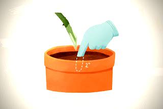 7. Place the cuttings in the potting soil.