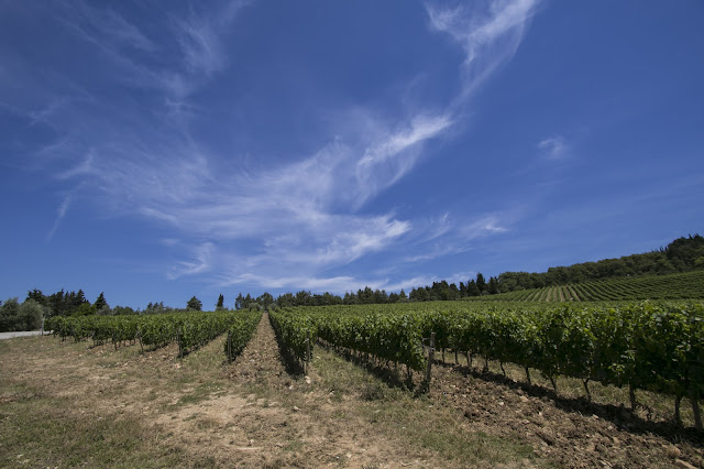 Borgo di Fonterutoli-Cantine Mazzei-Vigna