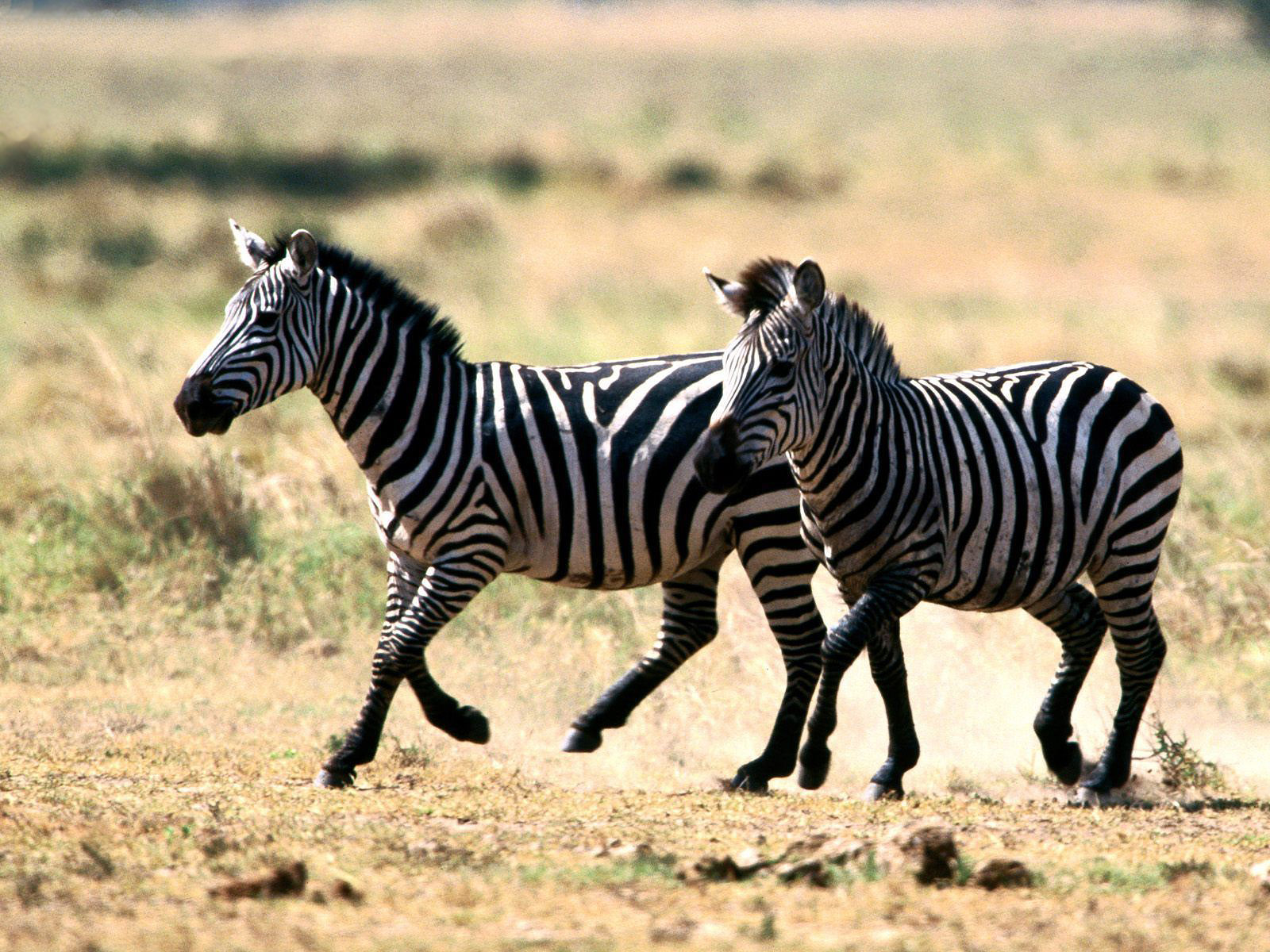 Zebra Wallpaper | 3D Wallpaper | Nature Wallpaper | Free Download ...