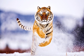 Tiger Running on Snow HD Wallpaper