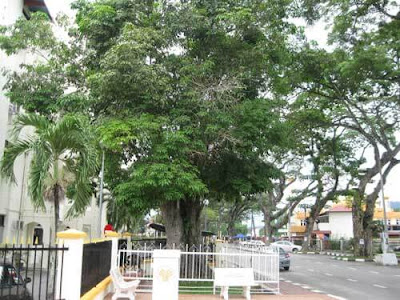 Pokok getah tertua di Malaysia