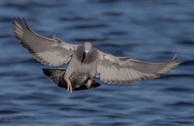 Image 4: Rock Pigeon in Flight over the Diep River, Woodbridge Island