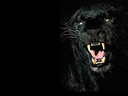 Black Wallpaper (black panther)