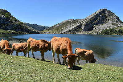 Lago Enol, Lagos de Covadonga, Cangas de Onís, Picos da Europa