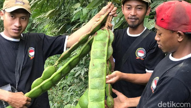 Heboh 'Petai' Raksasa di Banjarnegara, Warga Harap Ahli Turun Tangan