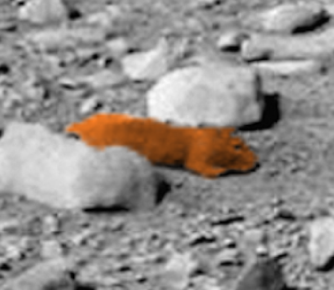 ... In NASA Curiosity Rover Photo, Is NASA Bringing Test Animals To Mars