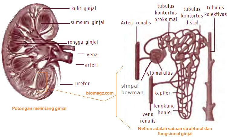 Sistem Ekskresi Ginjal | Gambar Bagian-Bagian Ginjal dan Fungsinya