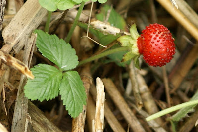 Schijnaardbei - Falske Ierdbei - Potentilla indica