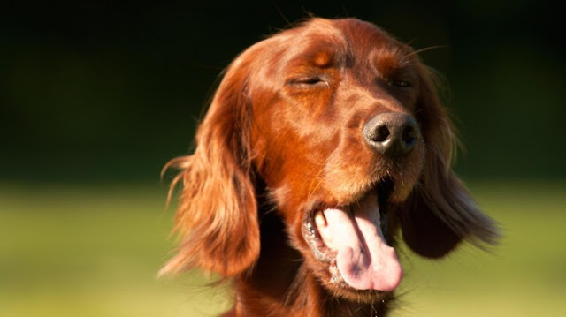 Sneezing in Dogs