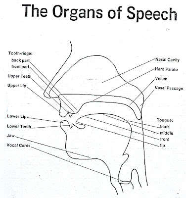organs of speech. organs of speech