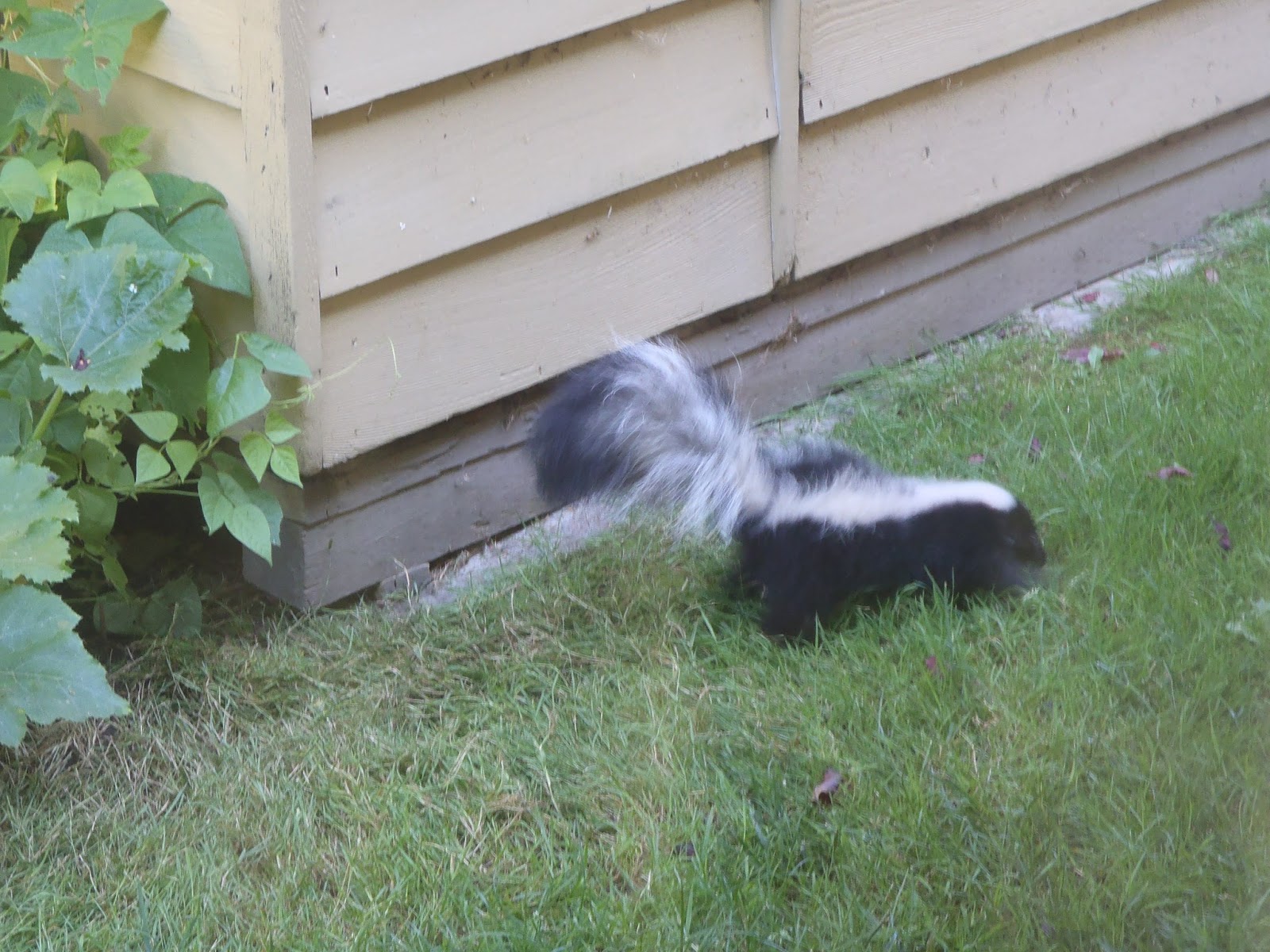 Getting Rid Of Skunks