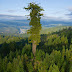 Hyperion tree, the world's tallest tree, estimated to be between 700-800 years old and has a height (Picture)