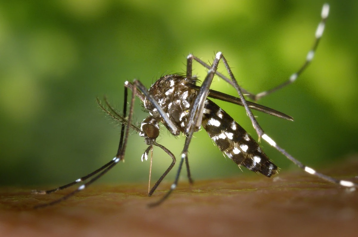 Primeira morte por Chikungunya foi confirmada em Lavras
