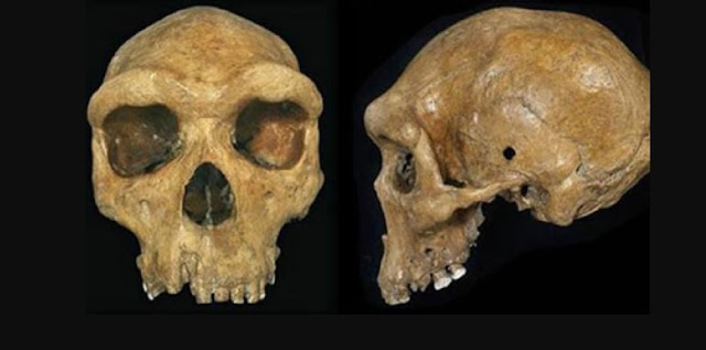 Точная копия доисторического черепа Брокен-Хилла или Кабве