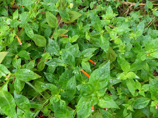 Cuphea ignea - Herbe cigarette - Fleur cigare