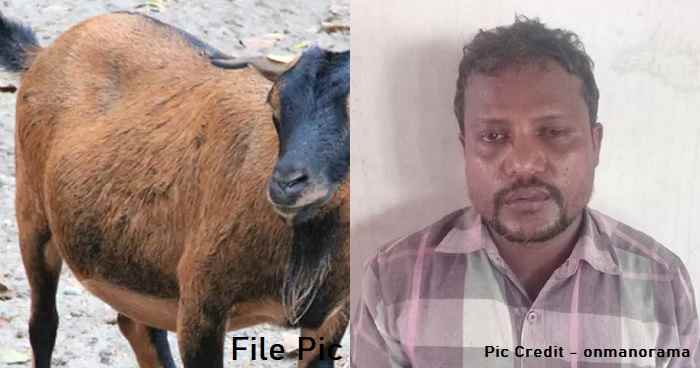 kerala-police-arrested-accused-raped-pregnen-goat
