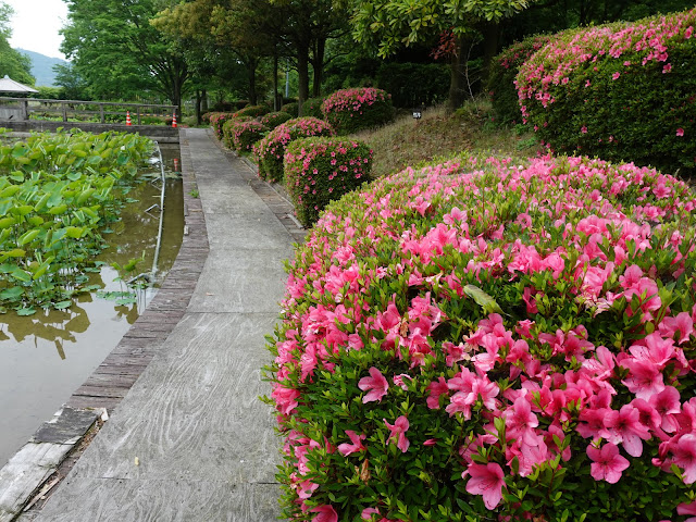 鳥取県米子市淀江町福岡　伯耆古代の丘公園　古代ハスの園　ツツジ（躑躅）