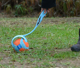 picking up the indoor chuckit ball