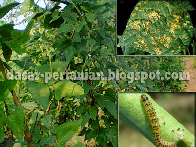  Hama dan penyakit merupakan salah satu hambatan di dalam budidaya flora Cara Ampuh Mengendalikan Hama Penyakit Tanaman Kacang Panjang