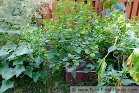 tomatillos growing in a raised garden bed