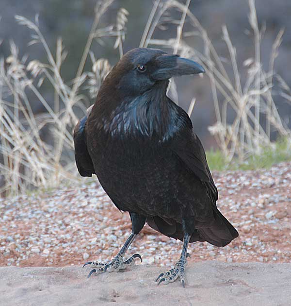 Pictures Of Raven - Free Raven pictures 