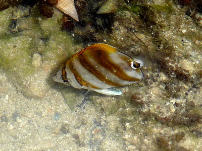 Kite butterflyfish, Parachaetodon ocellatus