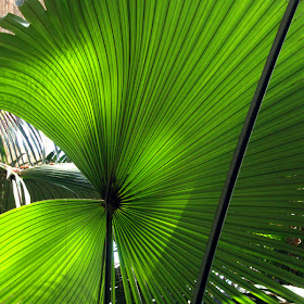 Tropical Palm at the Atlanta Botanical Garden