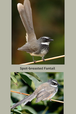 "Spot-breasted Fantail - Rhipidura albogularis collage."