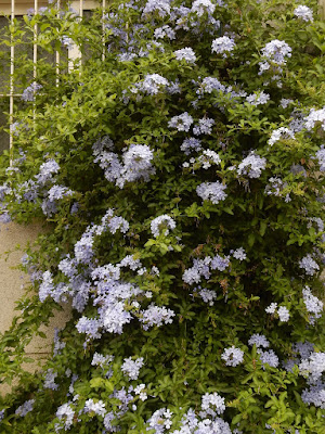 藍雪花