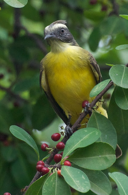 Social Flycatcher (Myiozetetes similis)