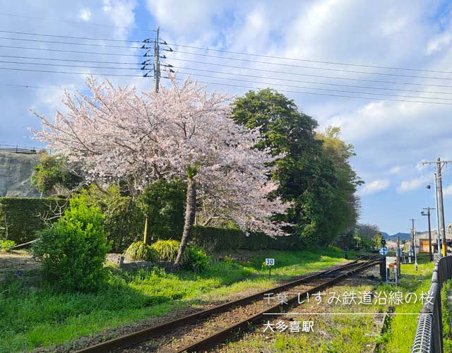 いすみ鉄道沿線の桜☆大多喜駅周辺の桜