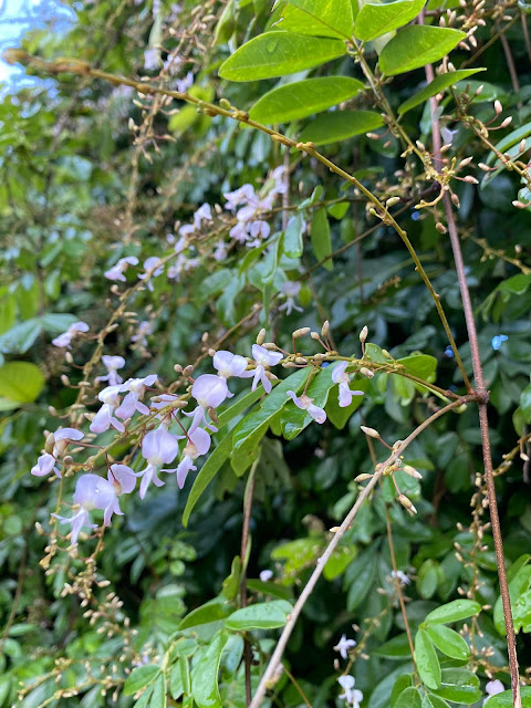 Deguelia scandens