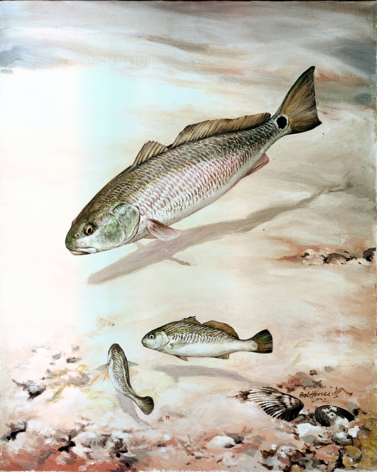 Red Drum (Sciaenops ocellatus) - Fish Index