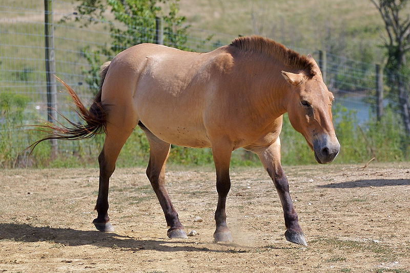 horse pictures. Przewalski#39;s Horse