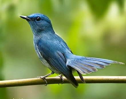 Download Suara burung tledekan biru atau selendang biru