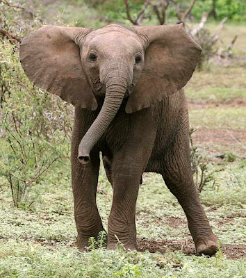 Baby Elephant