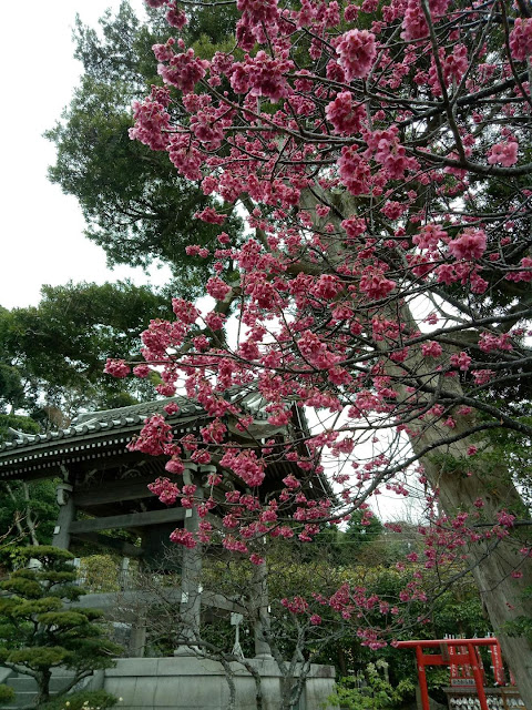 The Hasedera Temple in early spring - Kamakura, Japan