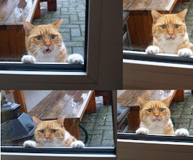 Funny cats - part 93 (40 pics + 10 gifs), sad cat wants to go inside house