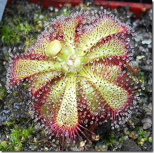 drosera