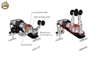 Best Lower Chest Workout With Dumbbells to Get Bigger Pecs